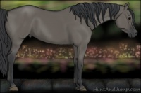 Horse Color:Grullo 