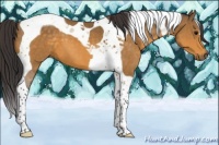Horse Color:Buckskin Tobiano