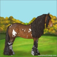 Horse Color:White Spotted Buckskin Appaloosa 