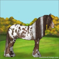 Horse Color:White Spotted Liver Chestnut Sabino Appaloosa 