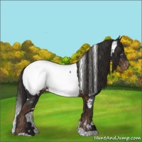 Horse Color:White Spotted Liver Chestnut Near Fewspot 