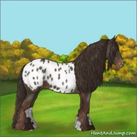 Horse Color:Liver Red Roan Appaloosa 