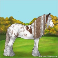 Horse Color:White Spotted Liver Chestnut Splash Appaloosa 
