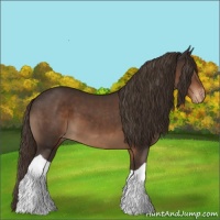 Horse Color:Liver Chestnut Tobiano Appaloosa