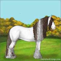 Horse Color:Liver Red Dun Roan Appaloosa Rabicano