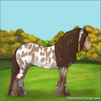 Horse Color:Liver Red Dun Roan Appaloosa Rabicano 