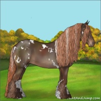 Horse Color:White Spotted Liver Chestnut 