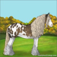 Horse Color:Chocolate Palomino Splash Appaloosa