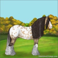 Horse Color:Buckskin Dun Splash Blanket Rabicano 
