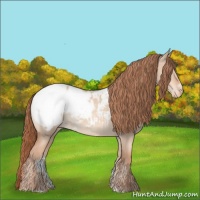Horse Color:Gold Champagne Dun Sabino Appaloosa 