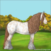 Horse Color:Gold Champagne Dun Sabino Appaloosa Rabicano