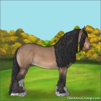 Horse Color:Bay Roan Dun 