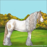 Horse Color:White Spotted Red Dun Sabino Rabicano 