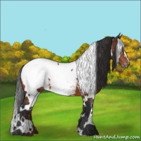 Horse Color:White Spotted Bay Appaloosa