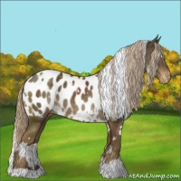 Horse Color:White Spotted Chocolate Palomino Appaloosa