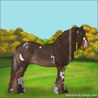 Horse Color:White Spotted Liver Chestnut Appaloosa 