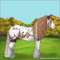 Horse Color:White Spotted Liver Chestnut Splash Appaloosa 