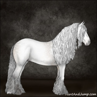 Horse Color:Gray White Spotted Brown Dun 