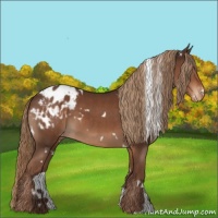 Horse Color:White Spotted Liver Chestnut Appaloosa 