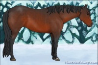 Horse Color:Brown 