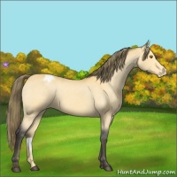 Horse Color:Buckskin Varnish 