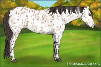 Horse Color:Bay Appaloosa 