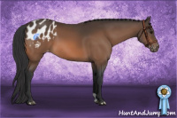 Horse Color:Bay Appaloosa