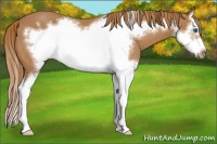 Horse Color:Chestnut Splash Frame