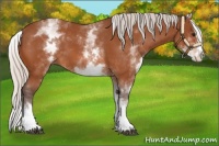 Horse Color:White Spotted Silver Bay Splash