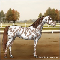 Horse Color:Chestnut Near Leopard