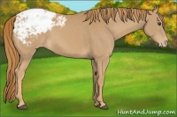 Horse Color:Chestnut Appaloosa 