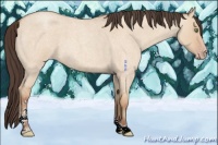 Horse Color:Amber Champagne Roan Dun Sabino 