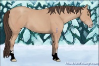 Horse Color:Amber Champagne Sabino 