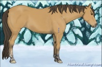 Horse Color:Buckskin Sabino 