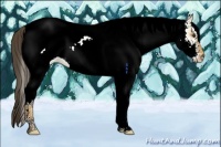 Horse Color:White Spotted Buckskin 