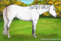 Horse Color:Gray Silver Bay Sabino Tobiano Frame 