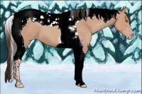 Horse Color:Sable Champagne Tobiano