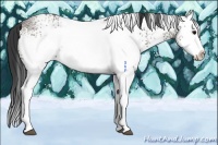 Horse Color:White Spotted Grullo Ice Splash