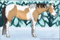 Horse Color:Buckskin Dun Splash Tobiano 