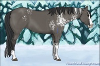 Horse Color:White Spotted Grullo Splash