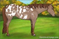 Horse Color:Chestnut Appaloosa 
