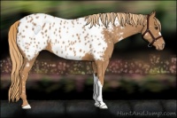 Horse Color:Chestnut Appaloosa 