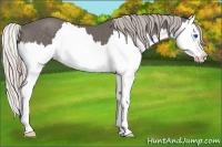 Horse Color:Silver Black Splash 