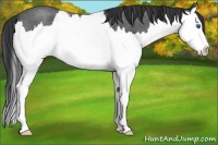 Horse Color:Blue Roan Splash 