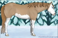 Horse Color:Chestnut Splash