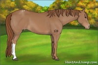 Horse Color:Chestnut Varnish 
