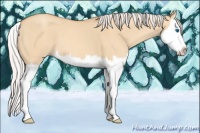 Horse Color:Silver Amber Champagne Dun Splash 