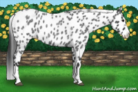 Horse Color:Blue Roan Sabino Splash Appaloosa 
