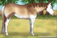 Horse Color:Red Onyx Splash