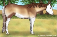 Horse Color:Red Onyx Splash 